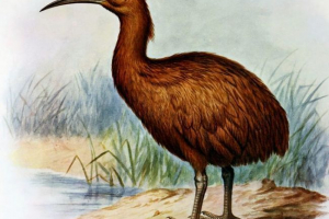 Crveni mauricijus pastir Crveni mauricijus pastir