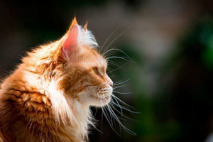 Crveni maine coon - bojanje sorte Crveni maine coon - bojanje sorte