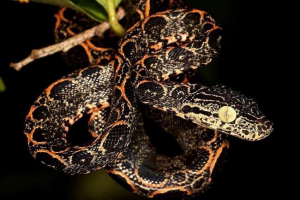 Vrtni odmor - on je isti pratilac za siromašne