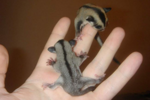 Šećer posjeduje: fotografije lomljenog žutog