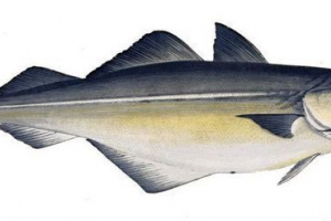 Bočni cod relativan Bočni cod relativan