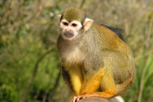 Saymyiri ili mrtva glava Saymyiri ili mrtva glava