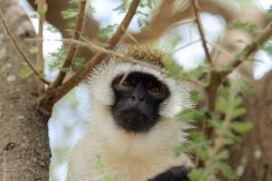 Najzanimljivije oko velveke