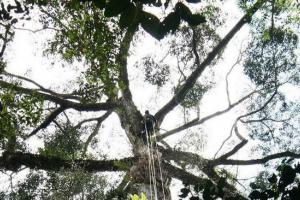 Najvišeg stabla na svijetu Najvišeg stabla na svijetu