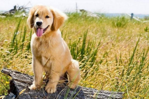 Najdraže psi na svijetu: tko su oni?