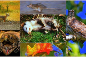 Najdublje životinje na terenu: tko su oni? Najdublje životinje na terenu: tko su oni?