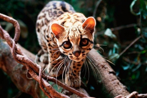 Dugogodišnja mačka margai Dugogodišnja mačka margai