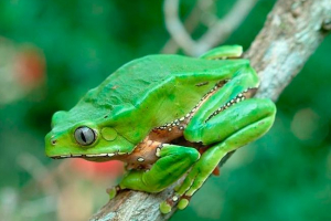 Najviše otrovni žabe na svijetu Najviše otrovni žabe na svijetu