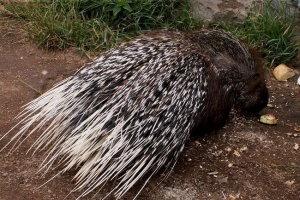 Najviše bodljikavo na svijetu ili kako obrana igle radi Najviše bodljikavo na svijetu ili kako obrana igle radi