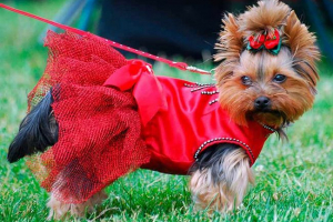 Najljepša imena za djevojčice yorkshire terrier Najljepša imena za djevojčice yorkshire terrier