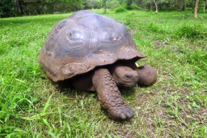 Najsporije životinje na zemlji Najsporije životinje na zemlji