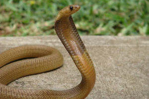Najopasnije životinje u africi: kome se trebamo bojati? Najopasnije životinje u africi: kome se trebamo bojati?