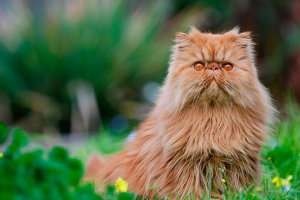 Najpopularnije pahuljaste mačke na svijetu Najpopularnije pahuljaste mačke na svijetu