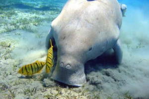 Najčudnije i nevjerojatne činjenice o životinjama