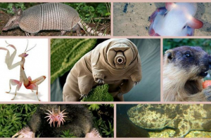 Najčudnije životinje na tlu koji su?