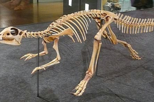 Najbrži dinosaurus - gipsilodone Najbrži dinosaurus - gipsilodone