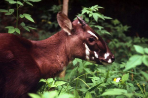 Saola - najrjeđi od bikova Saola - najrjeđi od bikova