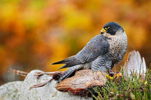 Sapsan - značajke lova Sapsan - značajke lova