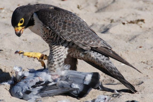 Sanks. Ponašanje ptica u prirodi Sanks. Ponašanje ptica u prirodi
