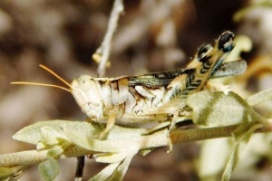 Skakavac. Odnosi locusta i čovjeka. Skakavac. Odnosi locusta i čovjeka.