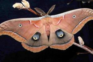 Saturn polyfem - butterfly cyclops