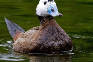 Savka. Fotografija rijetke patke Savka. Fotografija rijetke patke