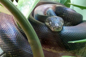 Savuan voda python ili beloglaz