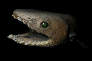 Akul obitelj Akul obitelj