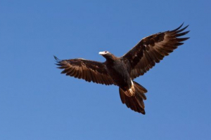 Najveće ptice svijeta