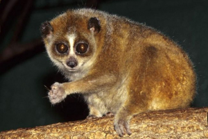 Obitelj lori i njihove životne značajke Obitelj lori i njihove životne značajke