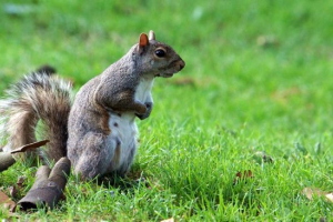 Siva vjeverica Siva vjeverica