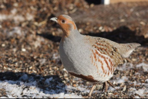 Sivi teridža Sivi teridža