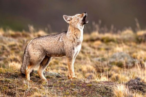 Siva lisitsa Siva lisitsa