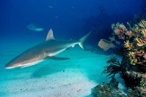 Sivi greben shark - predator za ruku? Sivi greben shark - predator za ruku?