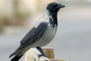 Majica s kapuljačom Majica s kapuljačom