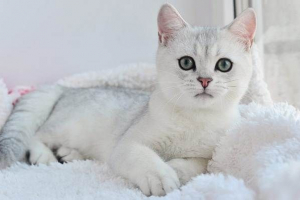 Srebrna chingchilla mačka. Opis, sadržaje za njegu i pasmini Srebrna chingchilla mačka. Opis, sadržaje za njegu i pasmini