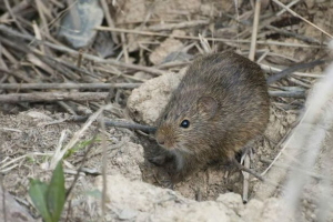 Srebrna riža hrčak - rijetka i mala životinja Srebrna riža hrčak - rijetka i mala životinja