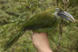 Serocky tuknet: fotografija, opis peradi Serocky tuknet: fotografija, opis peradi