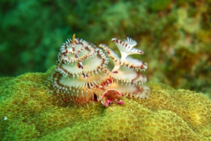 Serpuldi: božićna stabla koja rastu pod vodom Serpuldi: božićna stabla koja rastu pod vodom