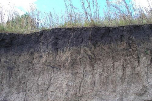 Siva šumska tla Siva šumska tla