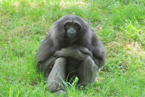 Sivi gibbon: fotografija primata, detaljan opis Sivi gibbon: fotografija primata, detaljan opis