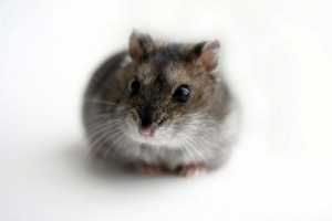 Sivi hrčak Sivi hrčak