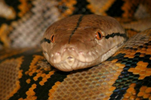 Mesh python - stroj za ubojstvo Mesh python - stroj za ubojstvo