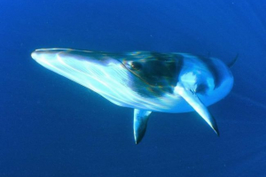 Northern filval - komplet s prekrasnim imenom Northern filval - komplet s prekrasnim imenom