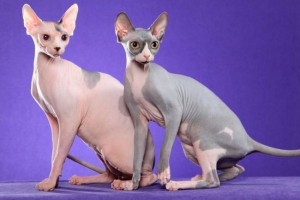 Sphinches Sphinches