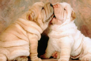 Sharpey: šarm u sklapanju Sharpey: šarm u sklapanju