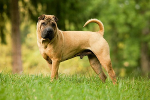 Sharpey: pasmina opis, karakter, njegu, fotografije Sharpey: pasmina opis, karakter, njegu, fotografije