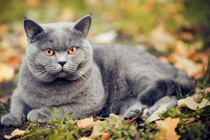 Chartres cat. Opis, značajke, karakter, njegu i pasmini chartes