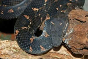 Gruba cangoie ili sretan bade Gruba cangoie ili sretan bade