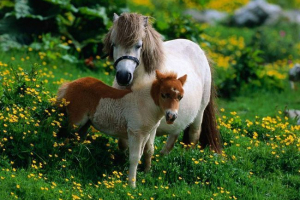 Smetland pony je jedna od najstarijih pasmina konja